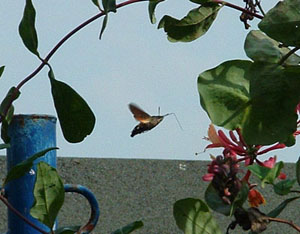 Humming-bird hawk-moth