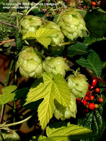 Humulus lupulus 'Aureus' - close-up