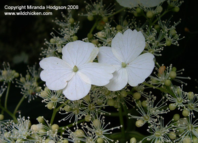 Hydrangea petiolaris flowers