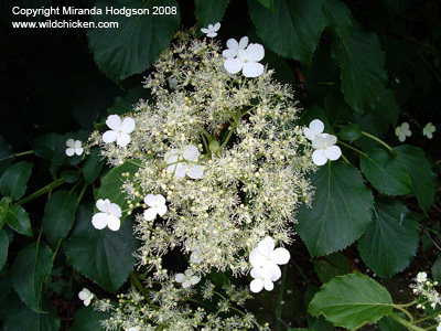 Hydrangea petiolaris flowers and leaves