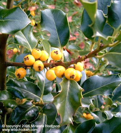 Ilex aquifolium 'Bacciflava'