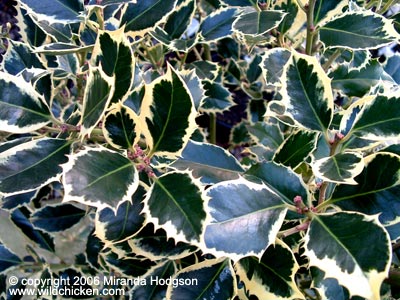 Ilex aquifolium 'Silver Queen'