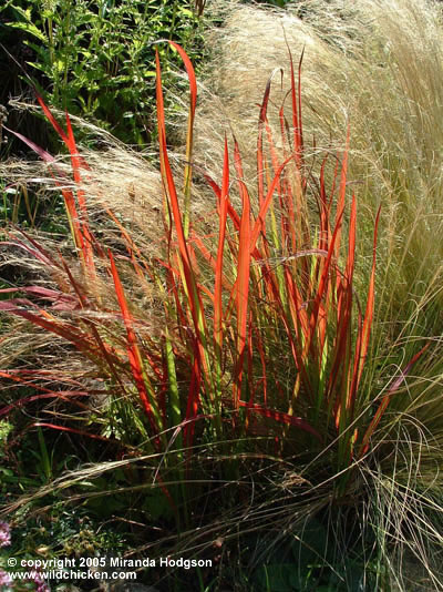 Imperata cylindrica 'Rubra'