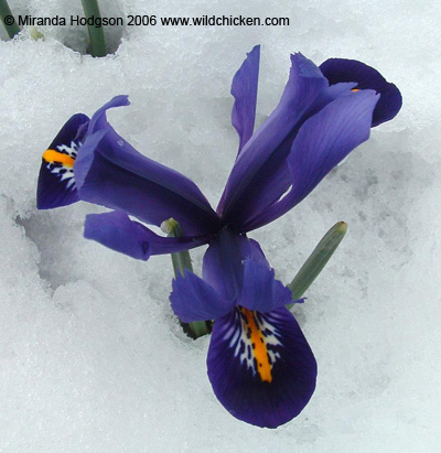 Iris reticulata in snow