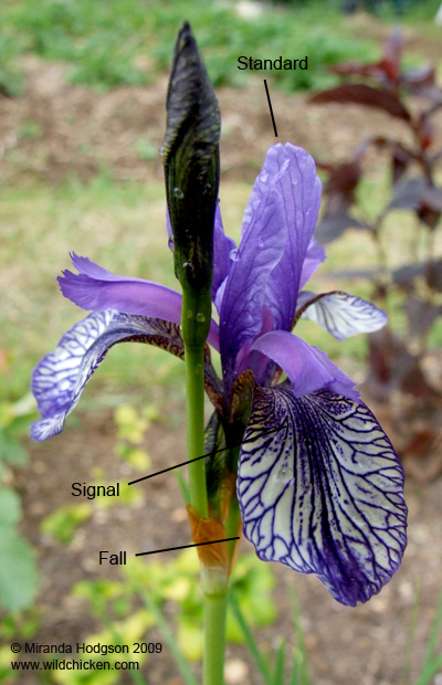 Iris structure