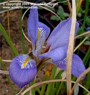 Iris unguicularis - close-up