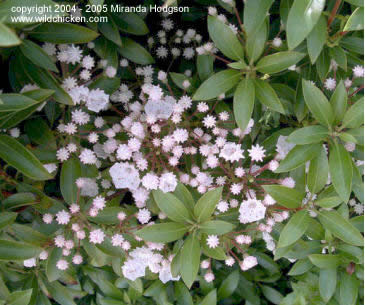 Kalmia latifolia Elf