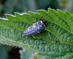 Ladybird larva