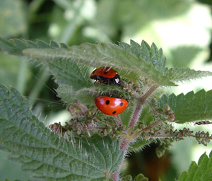 Ladybirds on nettles