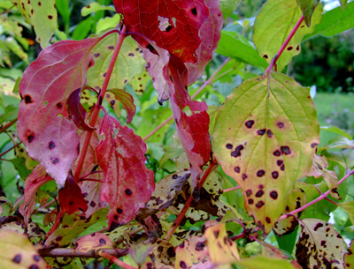 Cornus leaf spot