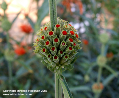 Leonotis leonurus flower buds