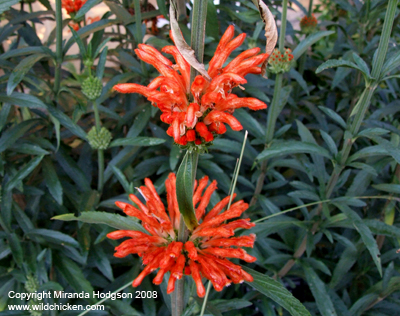 Leonotis leonurus flowers