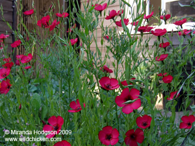 Linum grandiflorum en masse