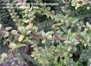 Lonicera nitida Baggesen's Gold - foliage