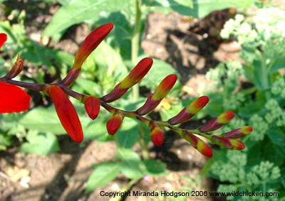 Crocosmia 'Lucifer' buds