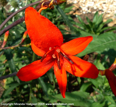 Crocosmia 'Lucifer' flower