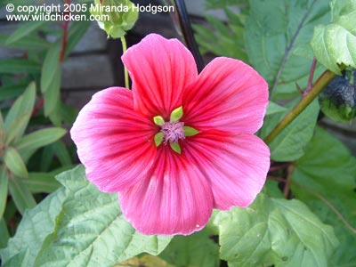 Malope trifida