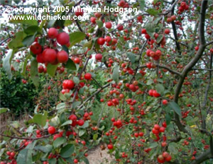 Malus x robusta 'Red Sentinel'