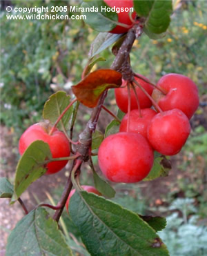 Malus x robusta 'Red Sentinel' - close-up