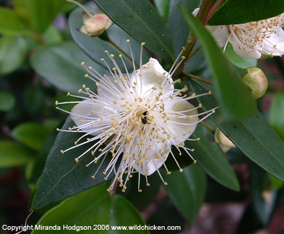 Myrtus communis flower