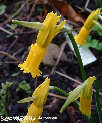 Narcissus cyclamineus