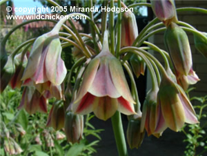 Nectaroscordum siculum - close-up