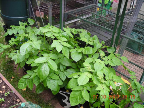 Potatoes in pots, growing for Christmas