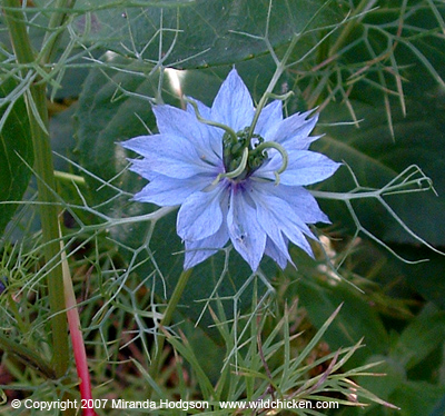 Nigella damascena