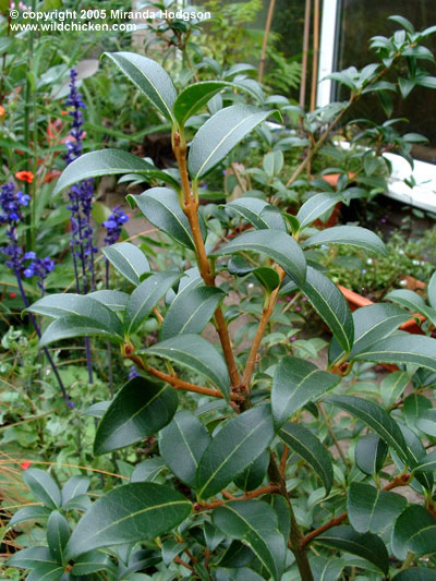 Osmanthus x burkwoodii