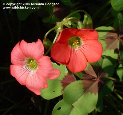 Oxalis tetraphylla - flowers