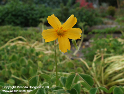 Oxalis tuberosa flower