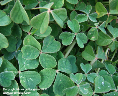 Oxalis tuberosa foliage