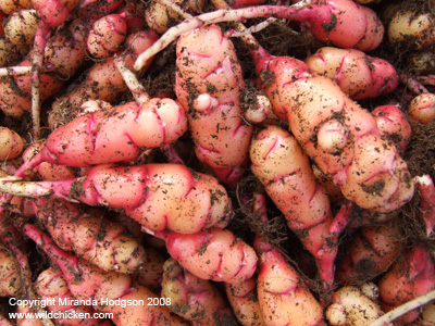 Oca - Oxalis tuberosa - tubers