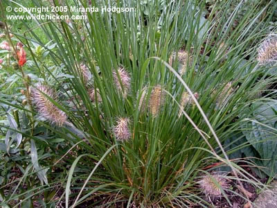 Pennisetum_alopecuroides_Hameln