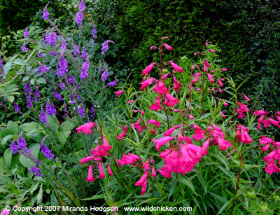 Penstemon and Linaria