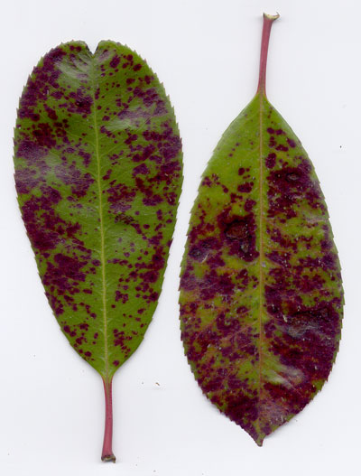 Possible Photinia bacterial infection