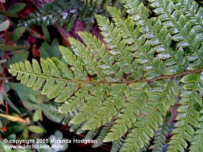 Polystichum polyblepharum frond