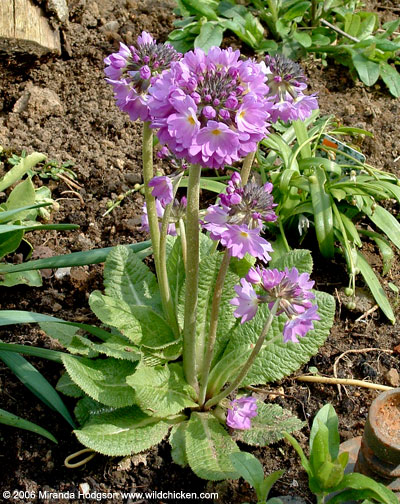 Primula denticulata