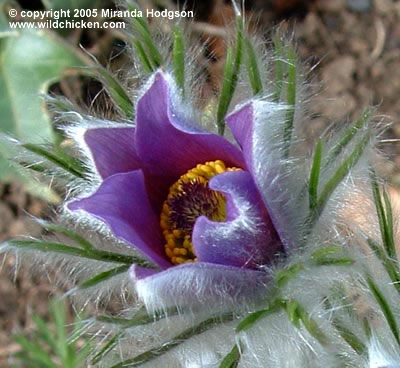 Pulsatilla vulgaris