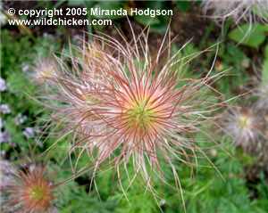 Pulsatilla vulgaris - seed-head