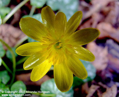 Ranunculus ficaria