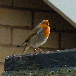 A robin singing in winter