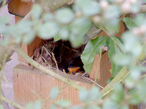 Nesting robin