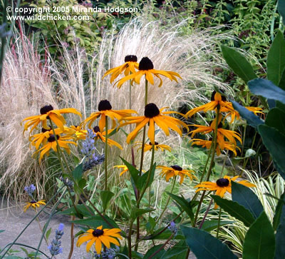 Rudbeckia 'Goldsturm' backed by Stipa tenuissima