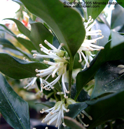 Sarcococca confusa