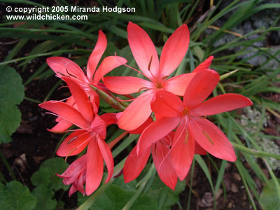 Schizostylis_coccinea