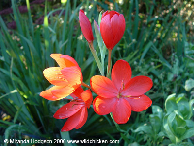 Schizostylis coccinea 'Major'