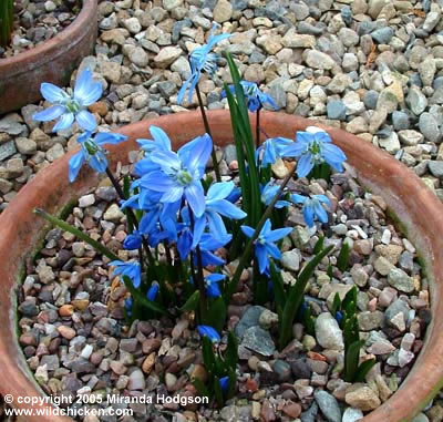 Scilla sibirica 'Spring Beauty'