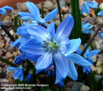 Scilla sibirica 'Spring Beauty' close up