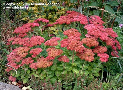 Sedum herbstfreude